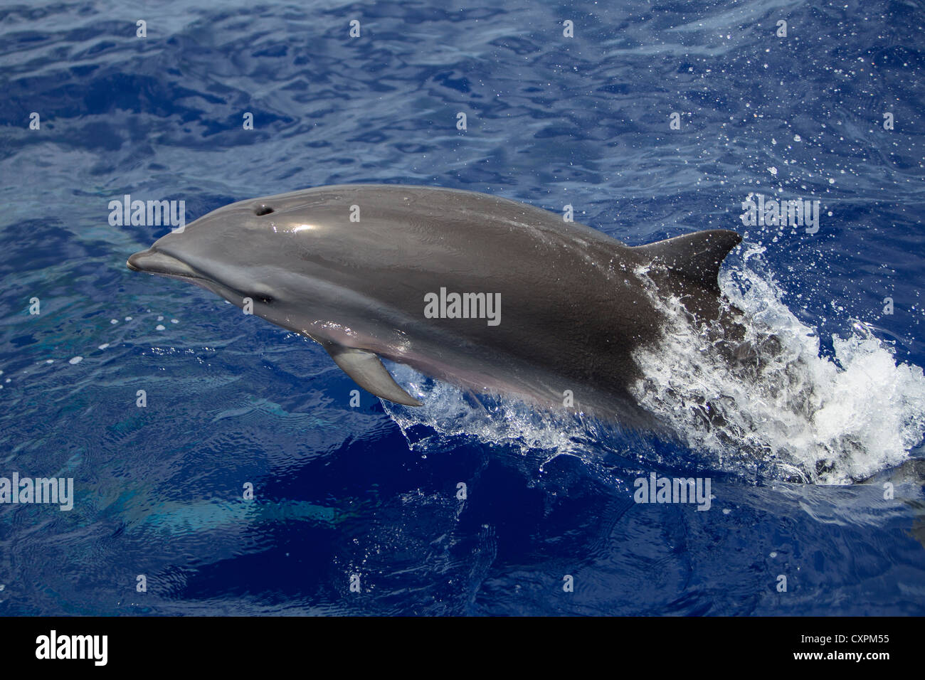 Lagenodelphis hosei, Fraser`s Dolphin, Sarawak Dolphin, Borneo-Delfin ...
